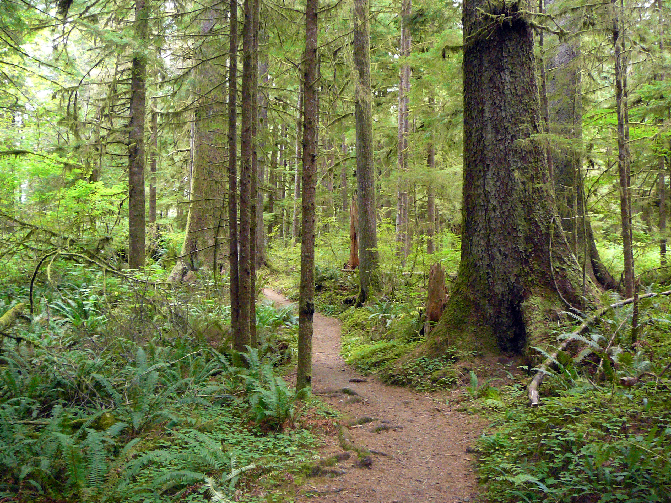 Hoh Rainforest Trail