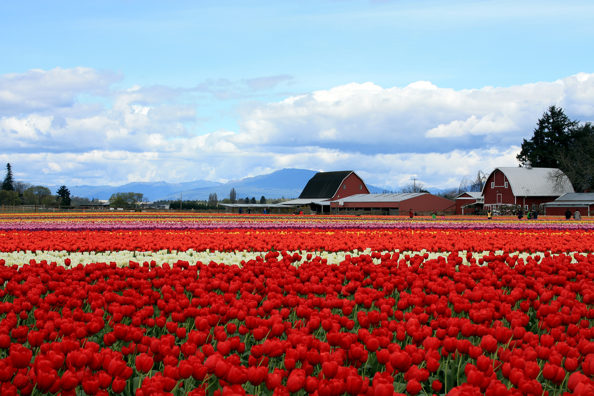 Skagit Valley Tulip Festival