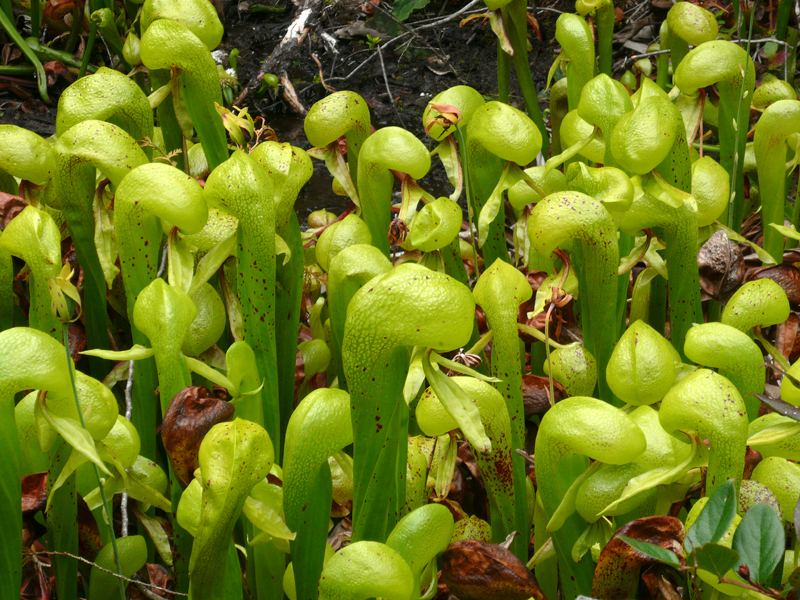 Darlingtonia californica