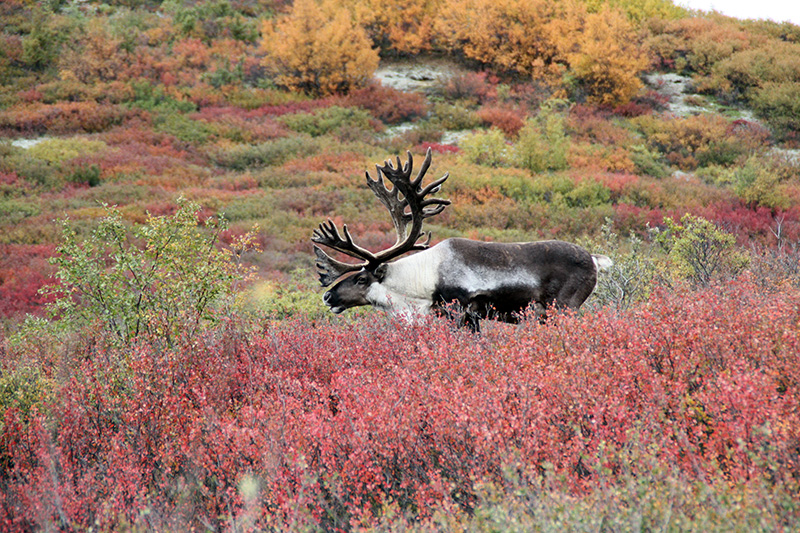 Caribou in Denali National Park