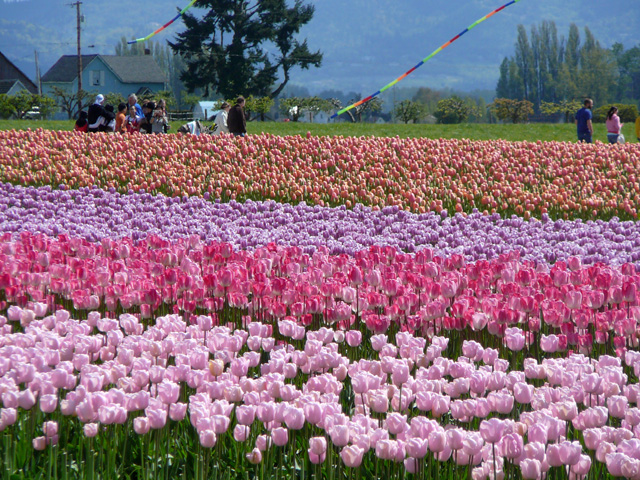 Skagit Valley Tulip Festival